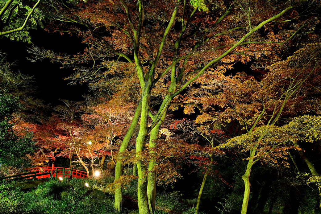 熱海梅園の紅葉ライトアップ