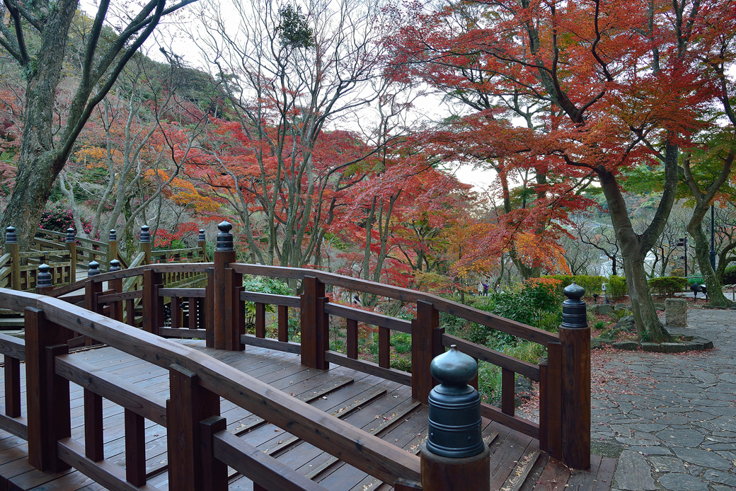 熱海梅園の紅葉ライトアップ