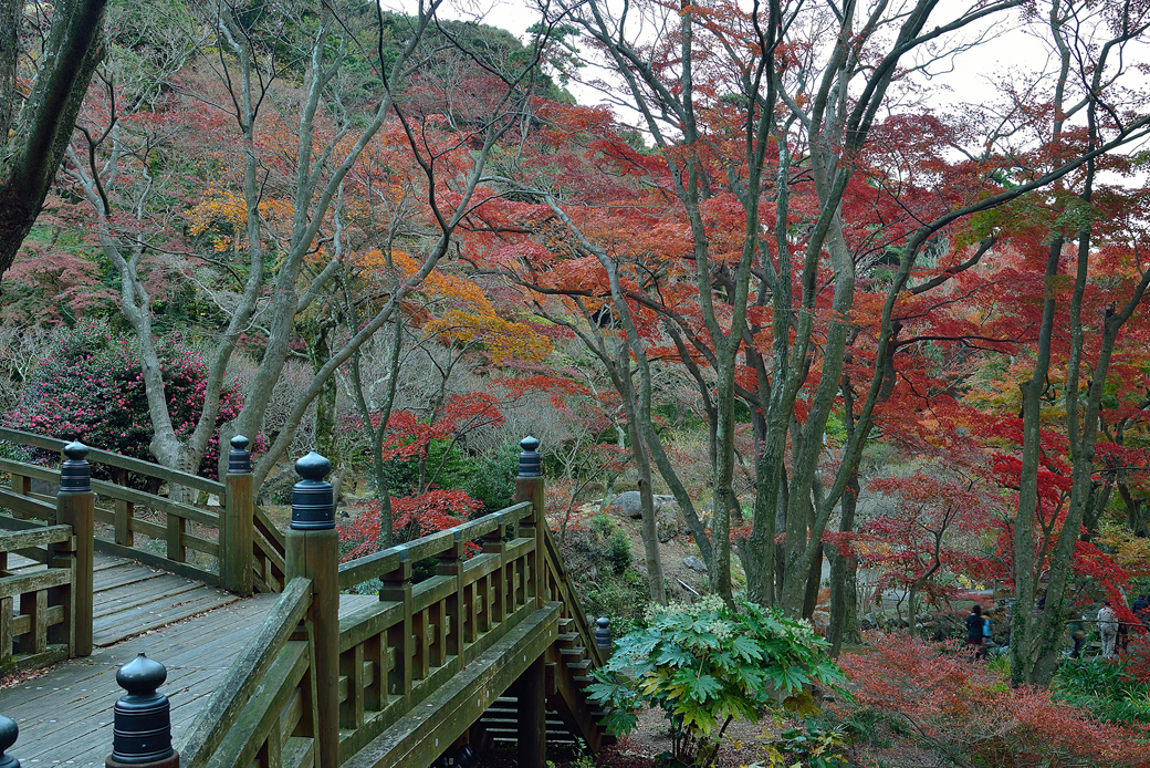 熱海梅園の紅葉ライトアップ