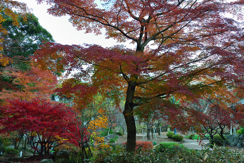 熱海梅園の紅葉ライトアップ