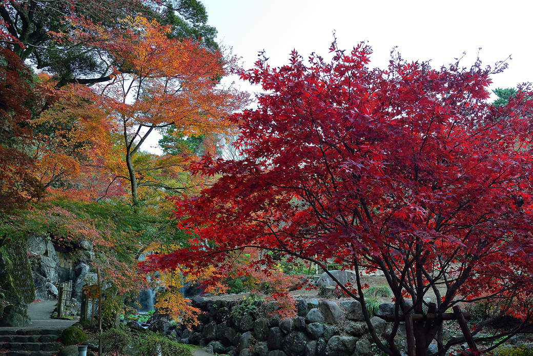 熱海梅園の紅葉ライトアップ