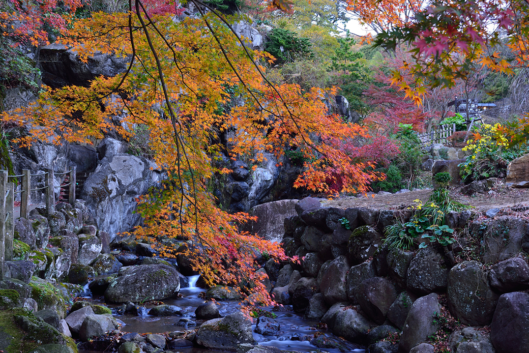 熱海梅園の紅葉ライトアップ