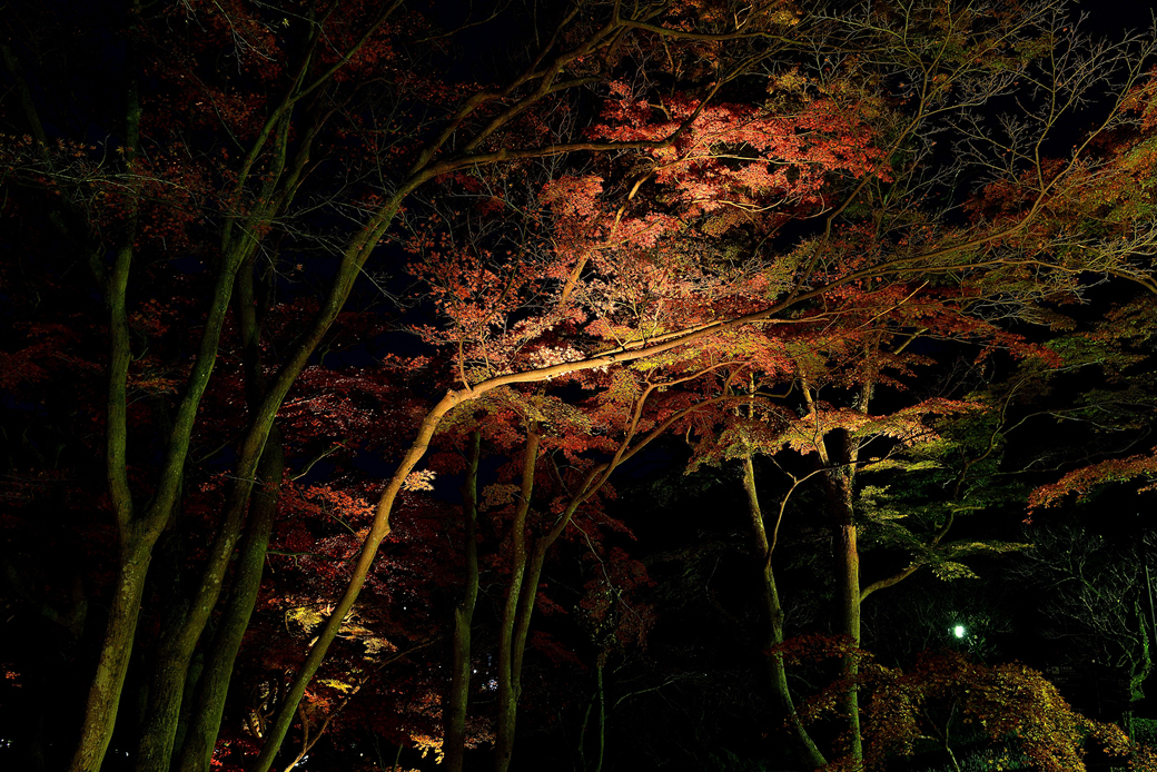 熱海梅園の紅葉ライトアップ