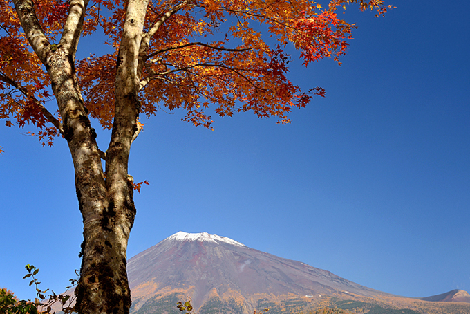 富士山南麓の紅葉
