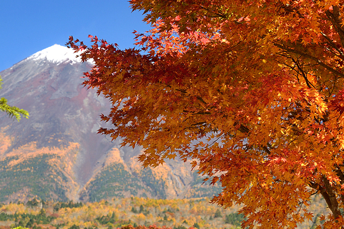 富士山南麓の紅葉