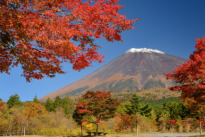 富士山南麓の紅葉