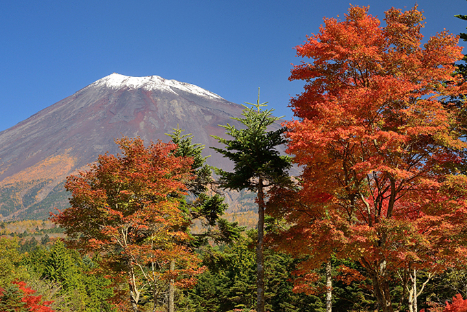 富士山南麓の紅葉