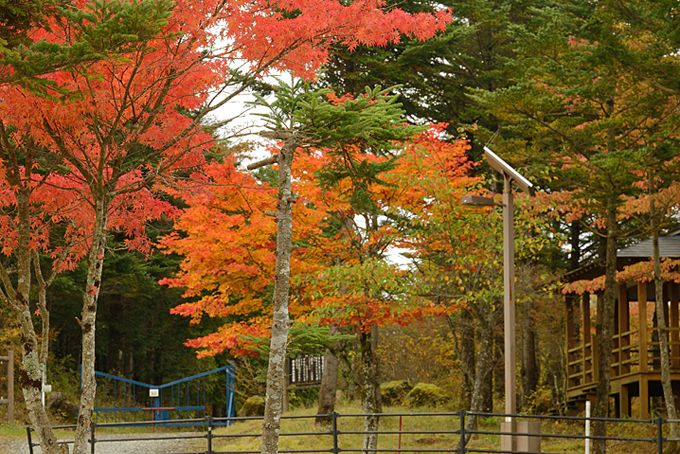 富士山南麓の紅葉