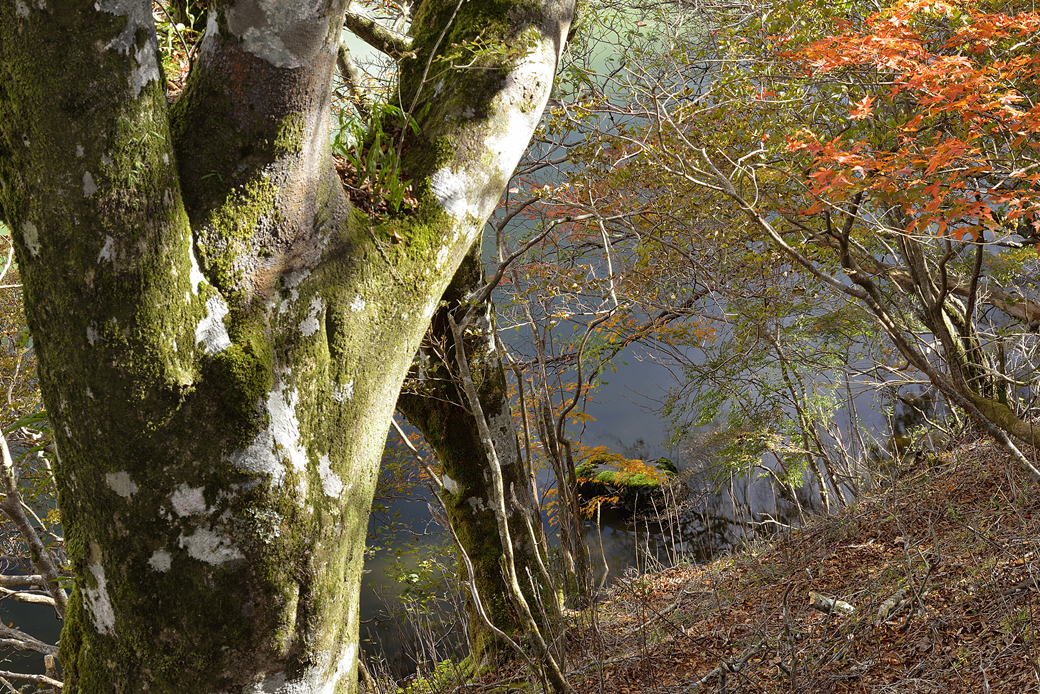 天城八丁池の紅葉