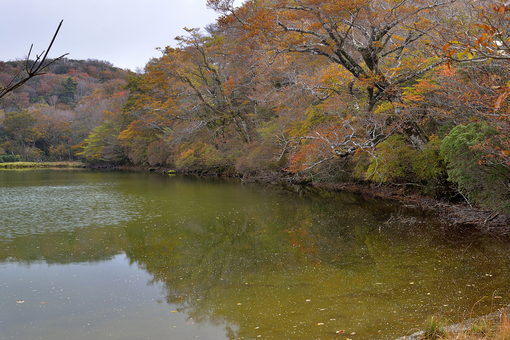 天城八丁池の紅葉