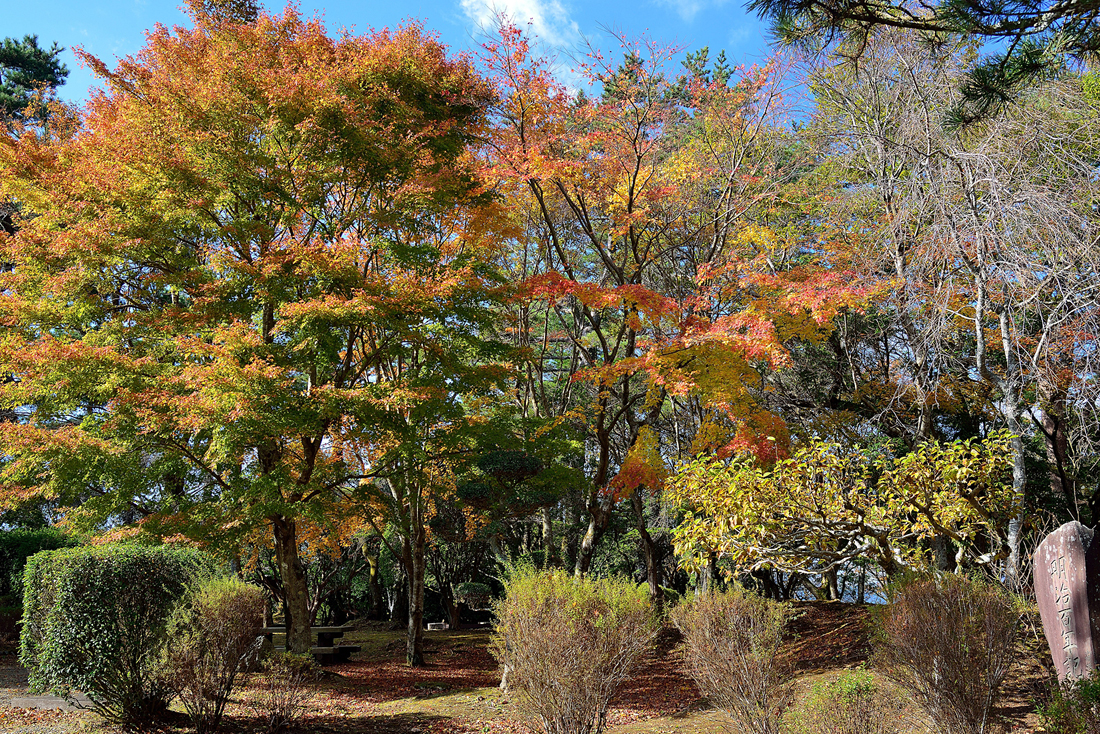 箱根美術の紅葉