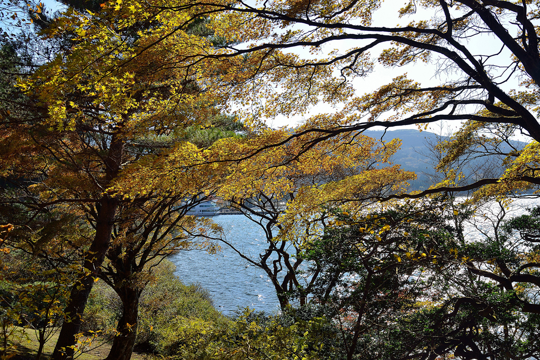 箱根美術の紅葉
