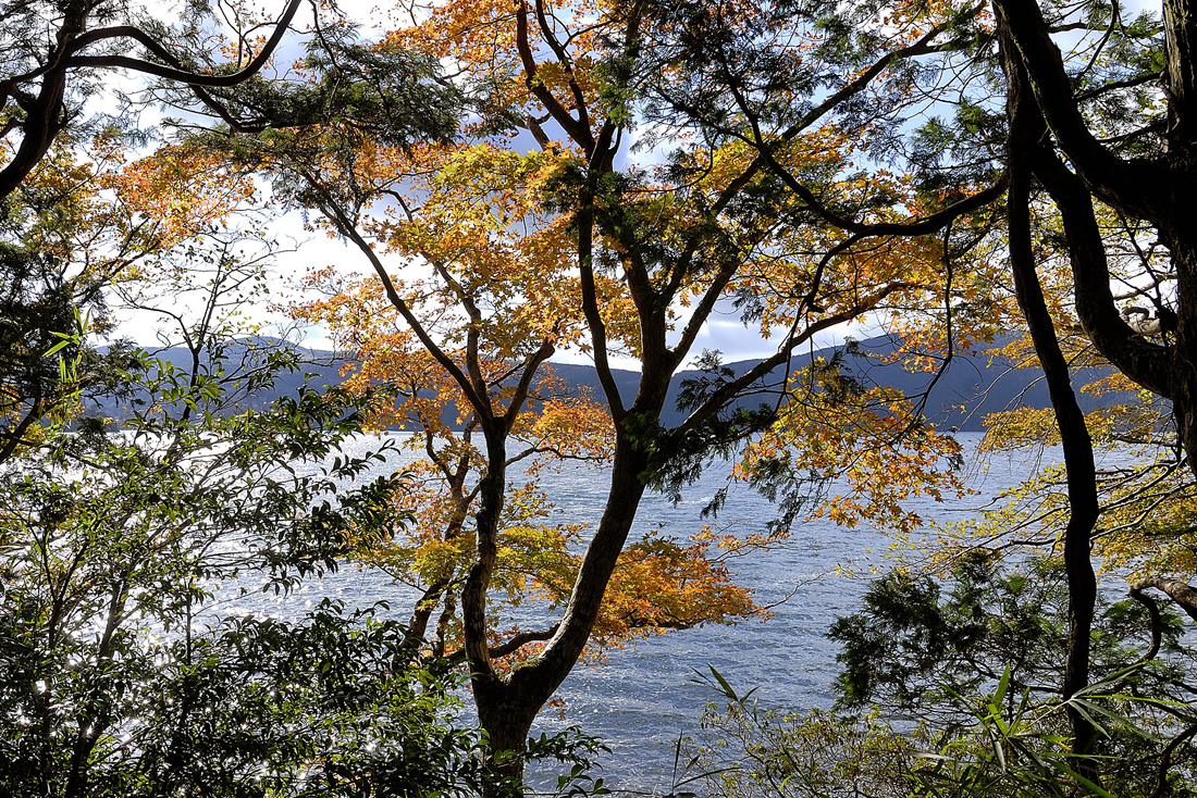 箱根美術の紅葉