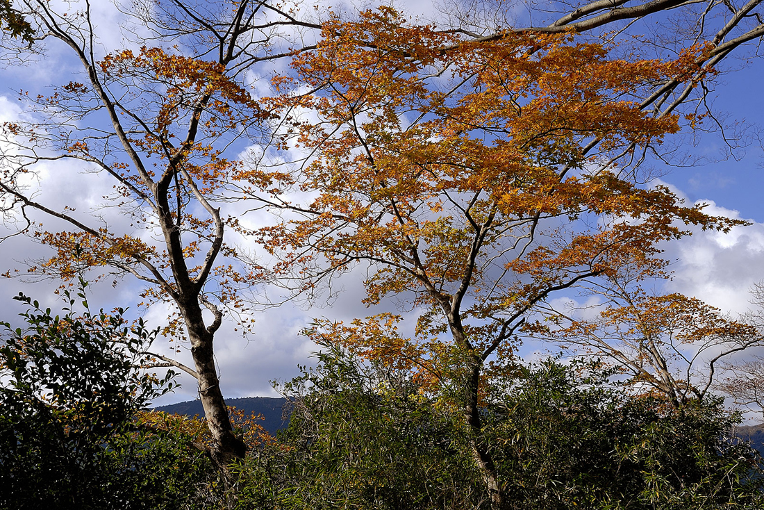 箱根美術の紅葉
