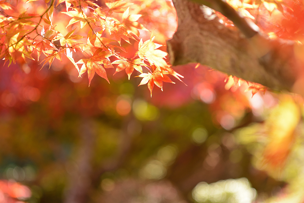 箱根美術館の紅葉