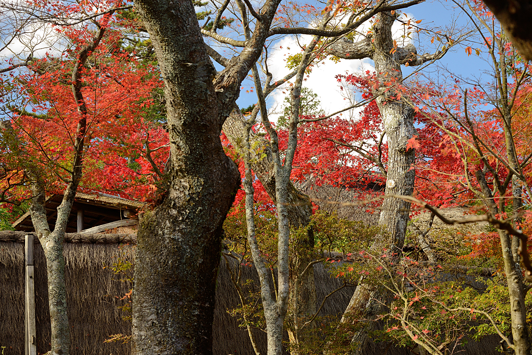 箱根美術館の紅葉