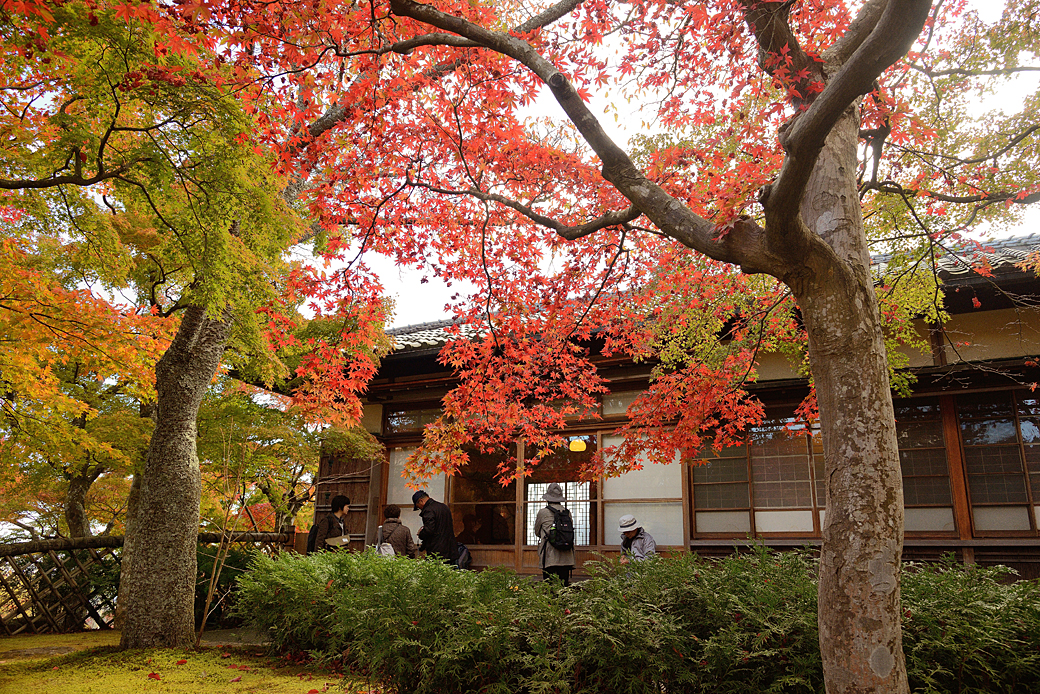 箱根美術館の紅葉