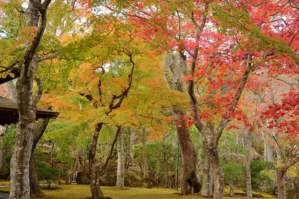 箱根美術館の紅葉