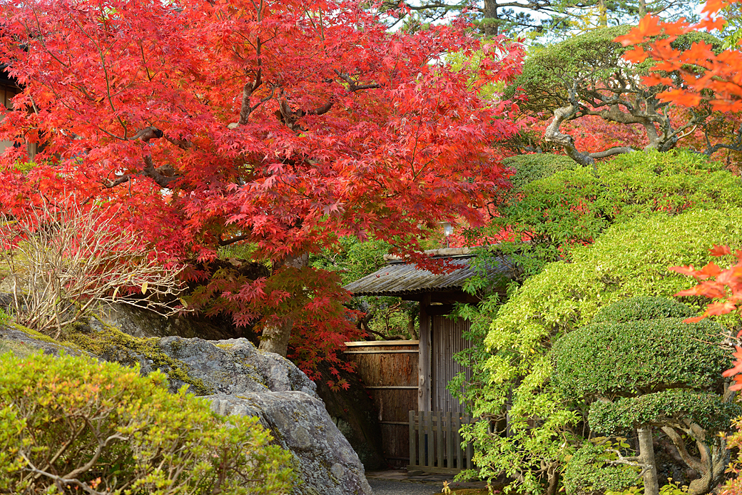 箱根美術館の紅葉