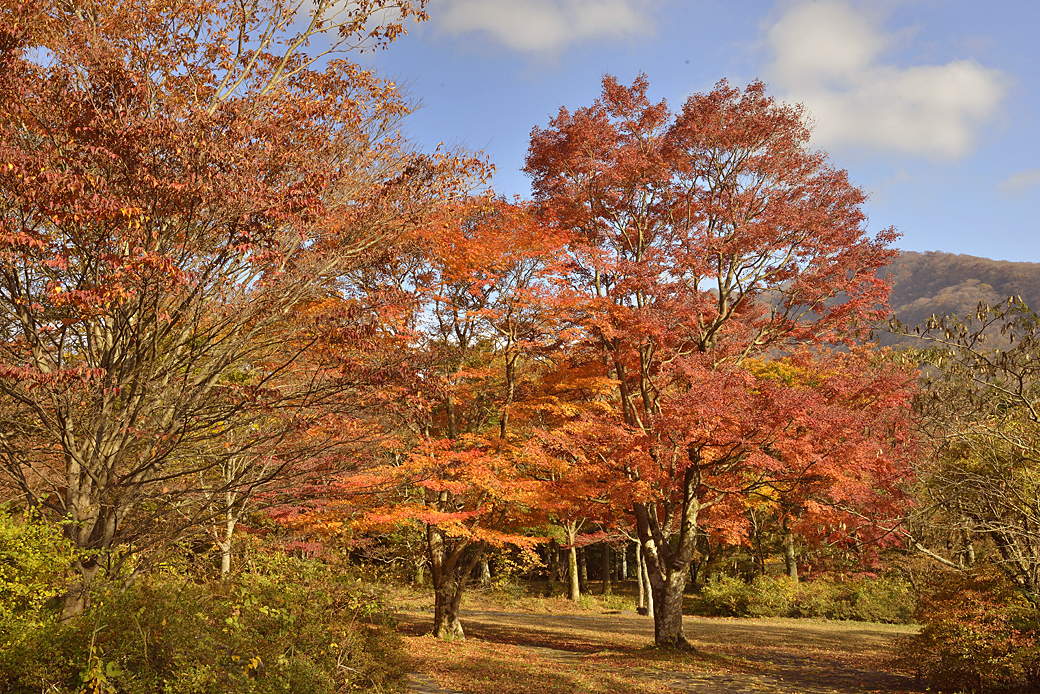 箱根湖尻の紅葉