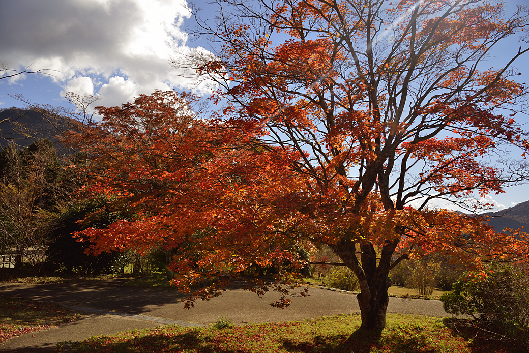 箱根湖尻の紅葉