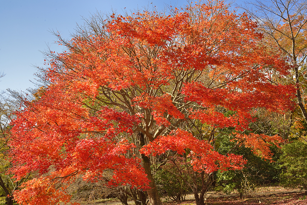 箱根湖尻の紅葉