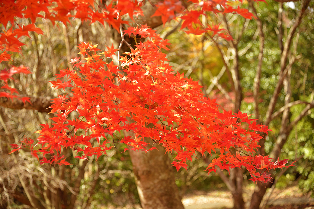 箱根湖尻の紅葉