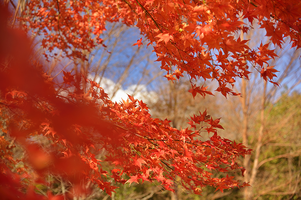 箱根湖尻の紅葉