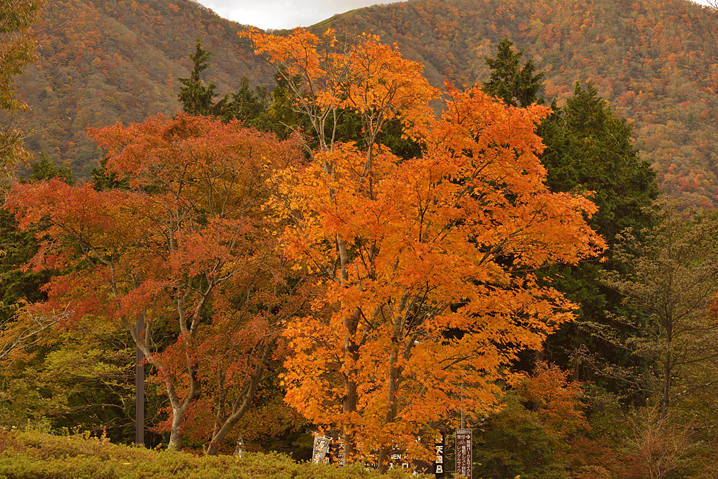 箱根湖尻の紅葉