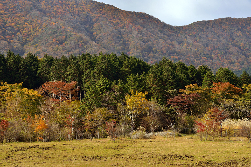 箱根湖尻の紅葉