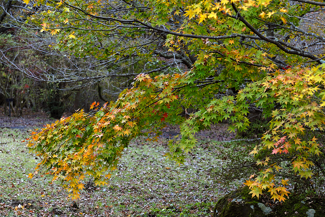 箱根湖尻の紅葉