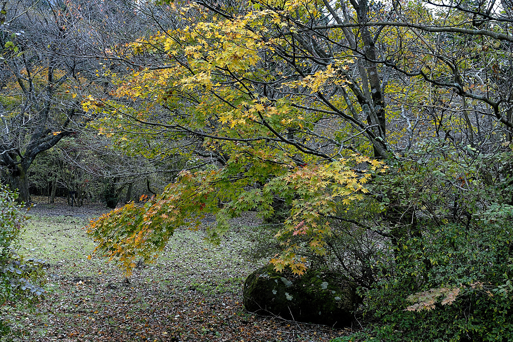 箱根湖尻の紅葉