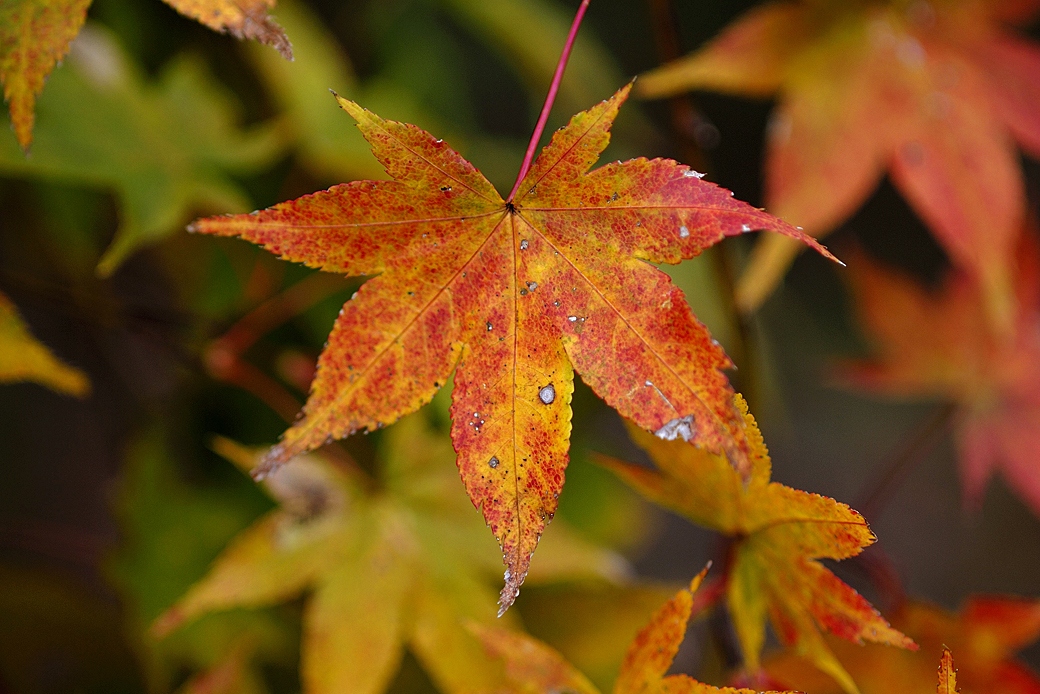 箱根湖尻の紅葉