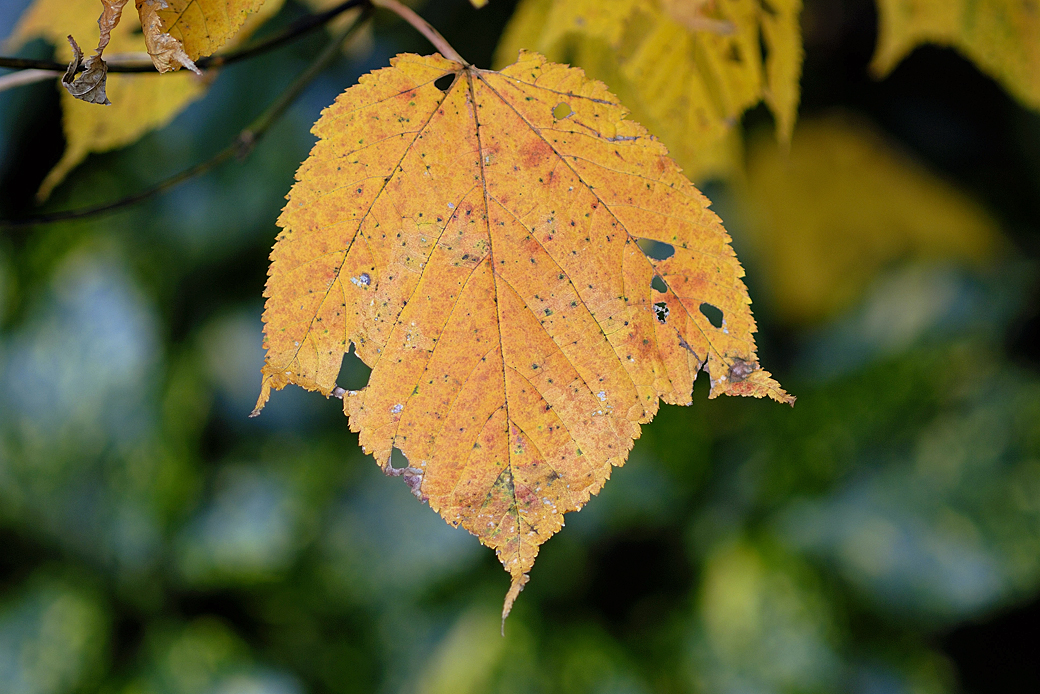 箱根湖尻の紅葉