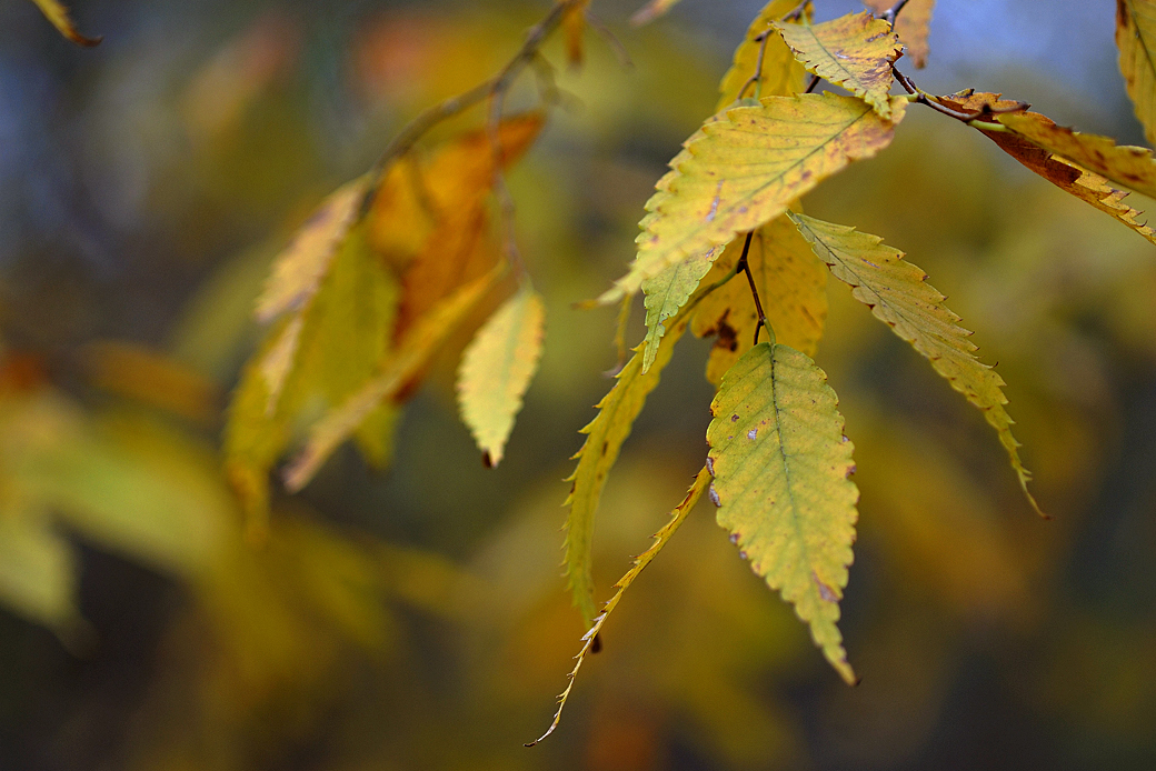 箱根湖尻の紅葉