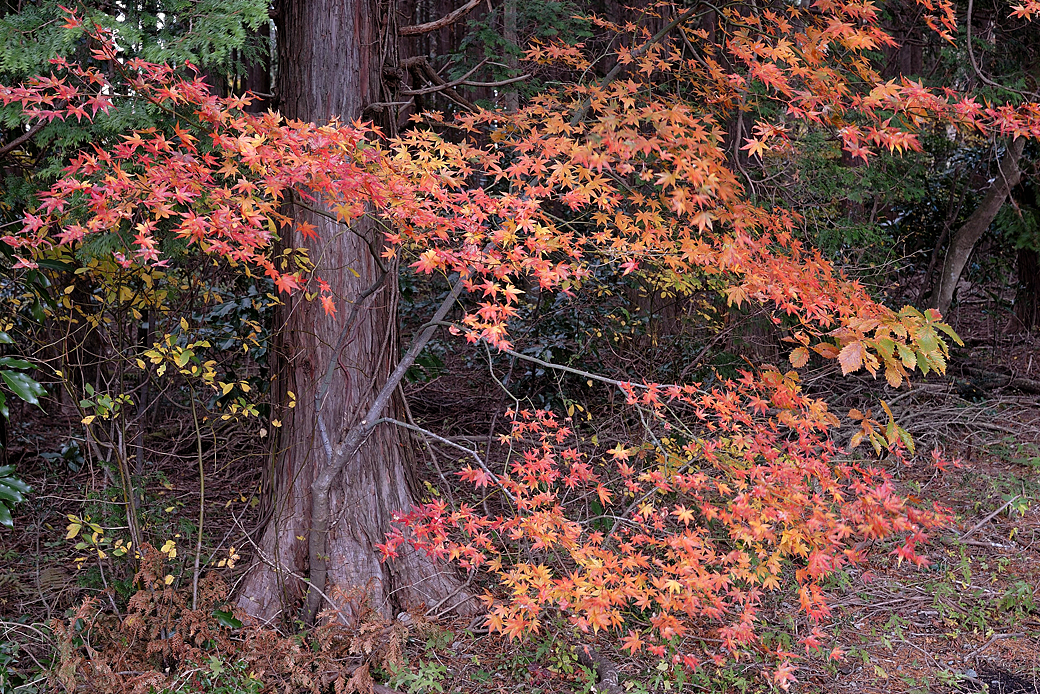箱根湖尻の紅葉