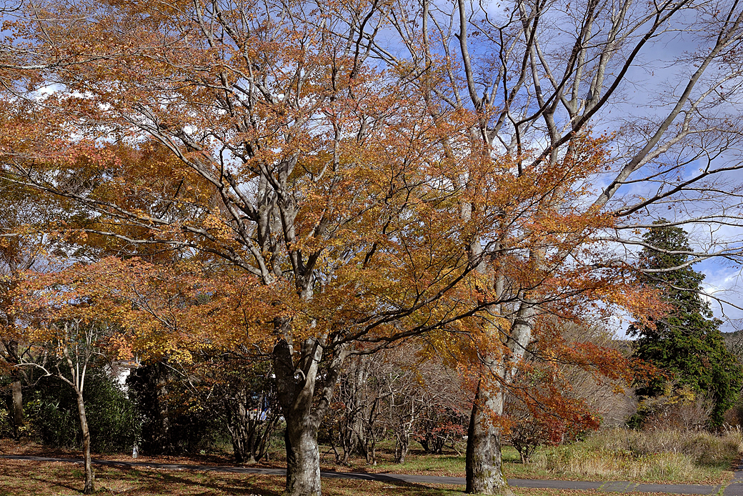 箱根湖尻の紅葉