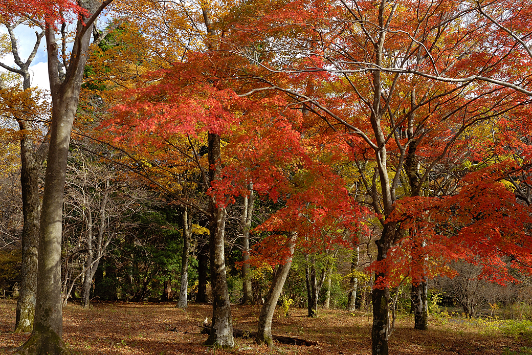 箱根湖尻の紅葉