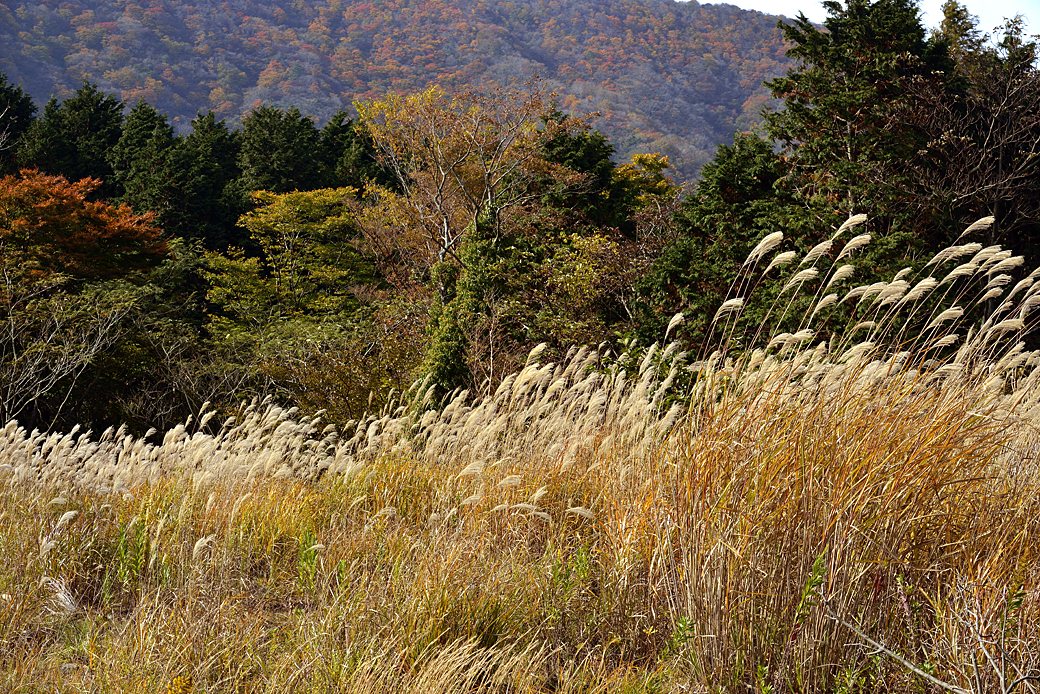 箱根湖尻の紅葉