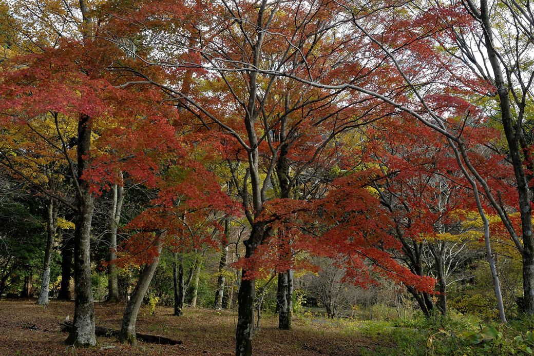 箱根湖尻の紅葉