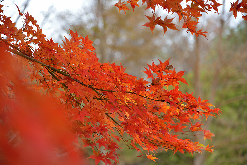 箱根湖尻の紅葉