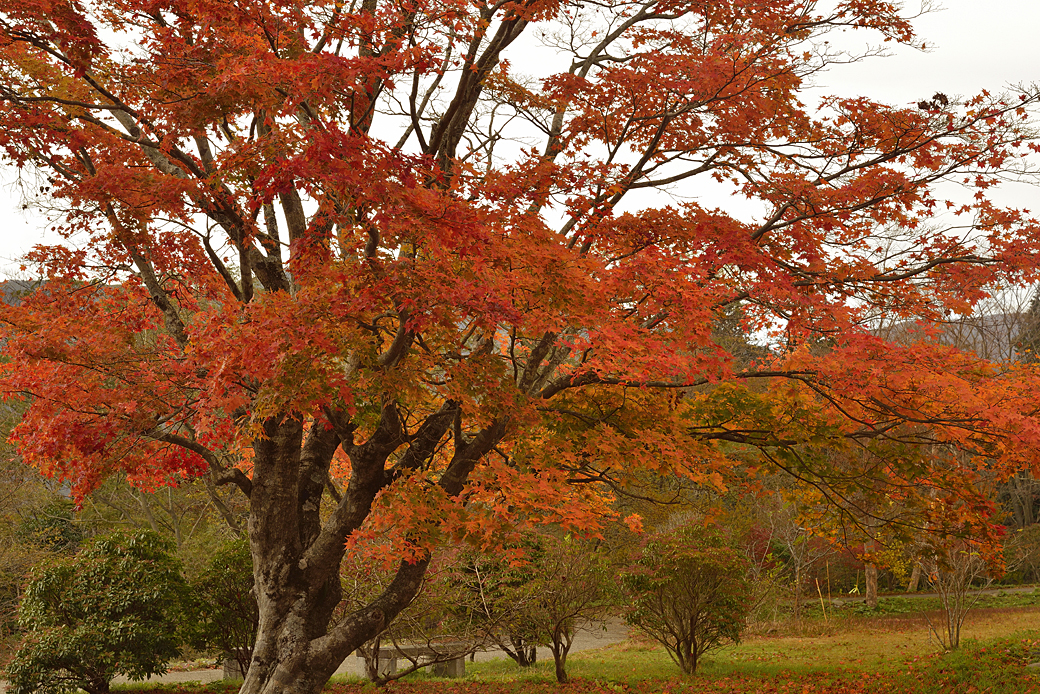 箱根湖尻の紅葉