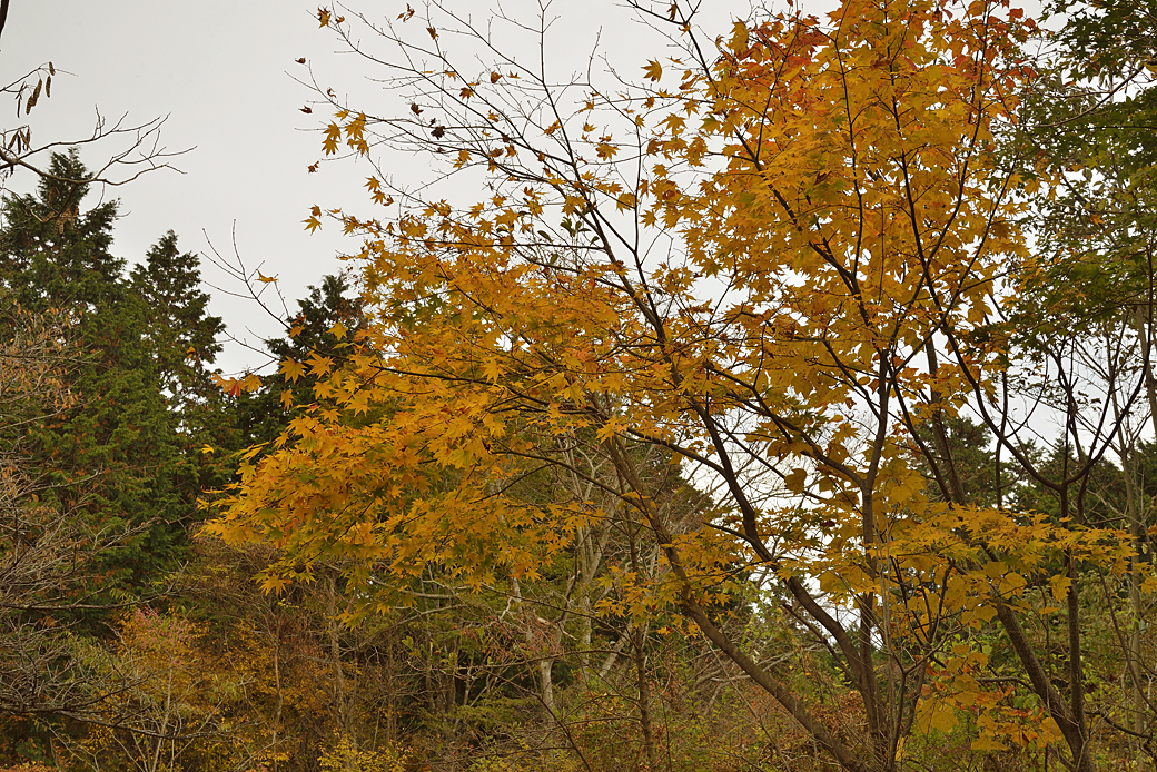 箱根湖尻の紅葉