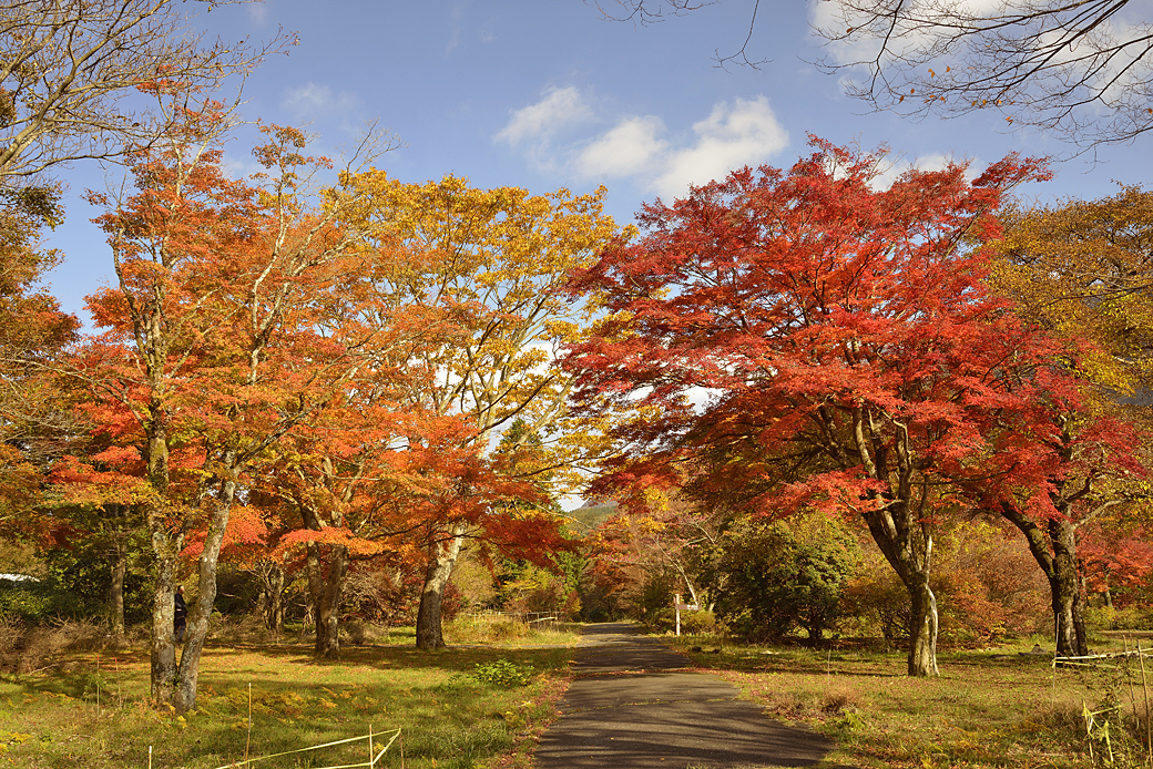 箱根湖尻の紅葉