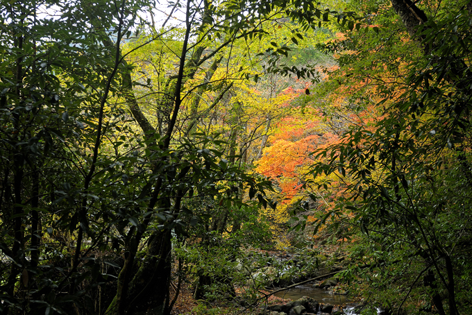 滑沢渓谷の紅葉