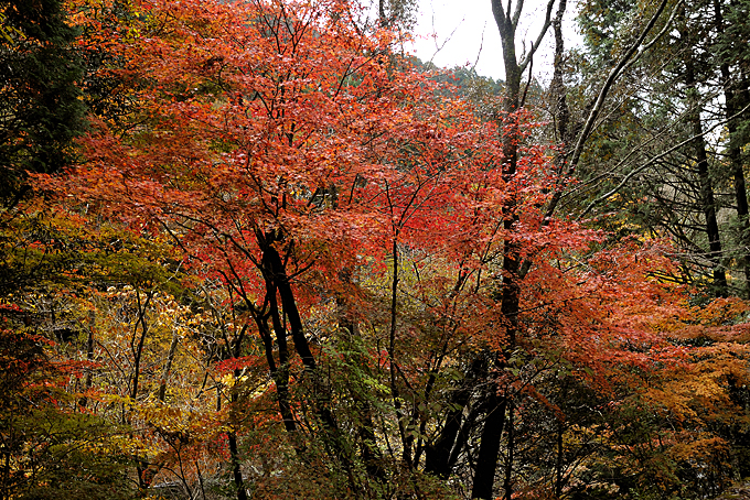 滑沢渓谷の紅葉