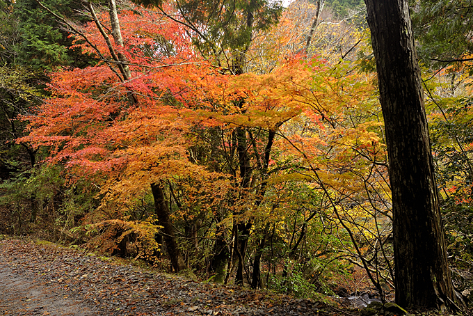 滑沢渓谷の紅葉