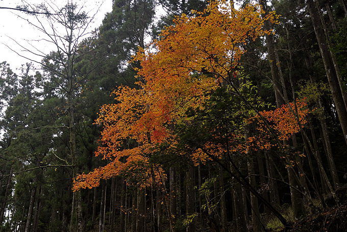 滑沢渓谷の紅葉