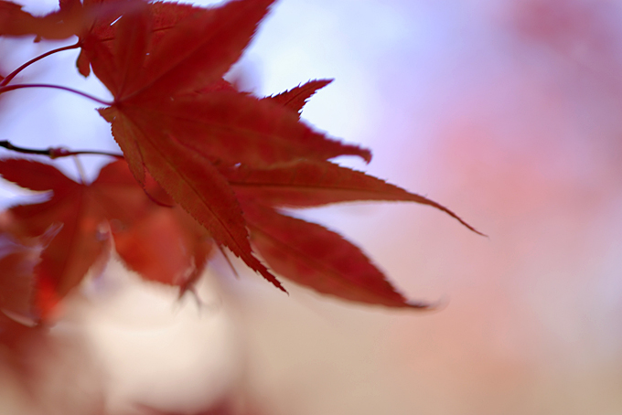 滑沢渓谷の紅葉