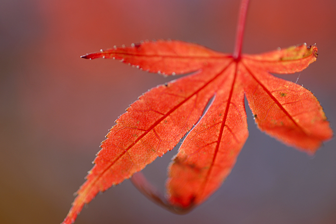 滑沢渓谷の紅葉